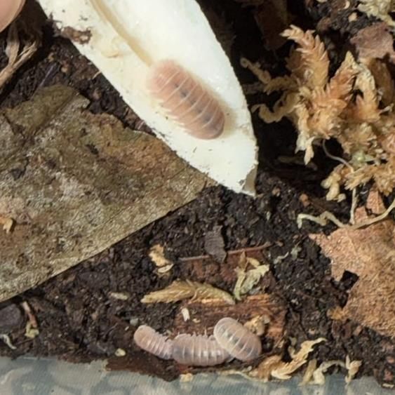Pink Panda isopods
