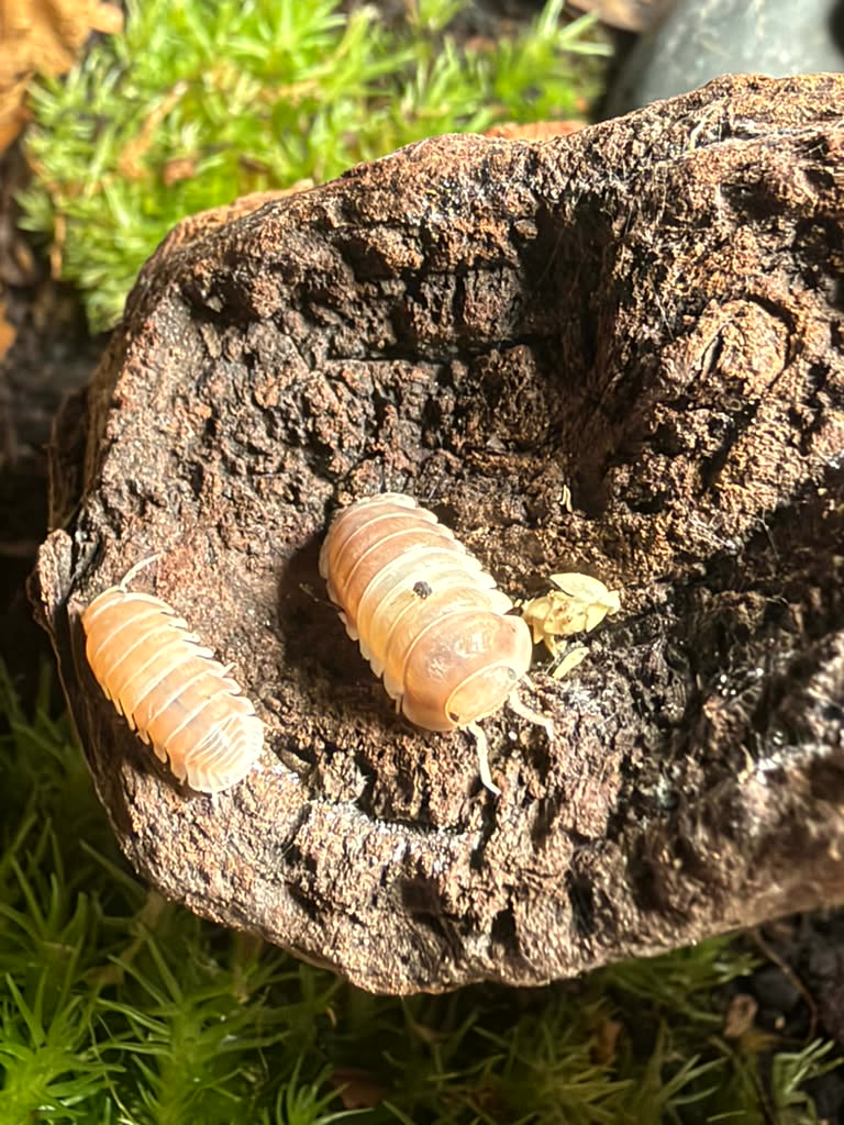 Pink Panda isopods