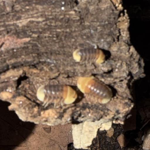 Rubber Ducky isopods