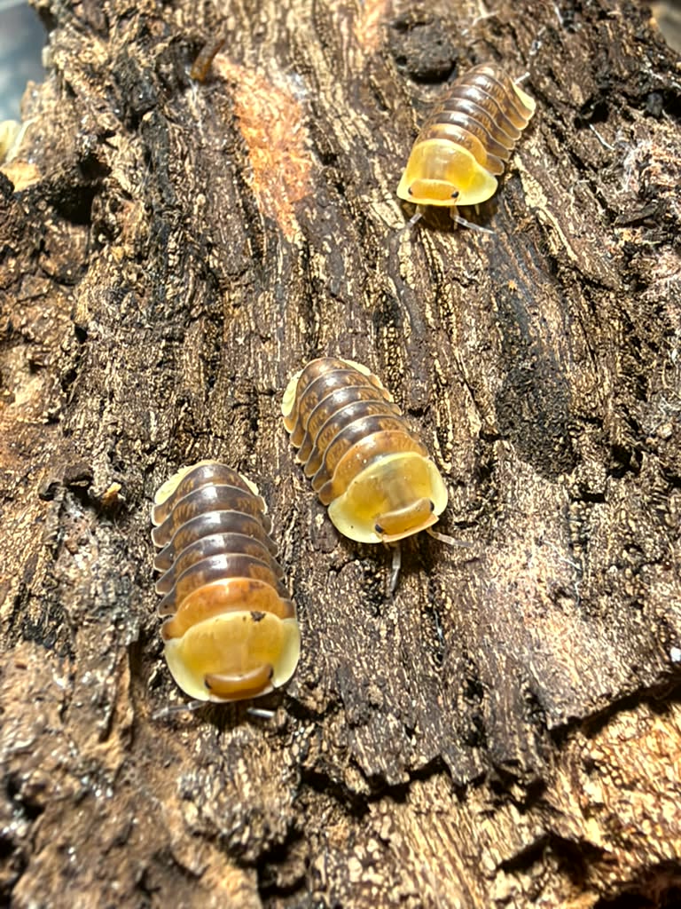 Rubber Ducky isopods