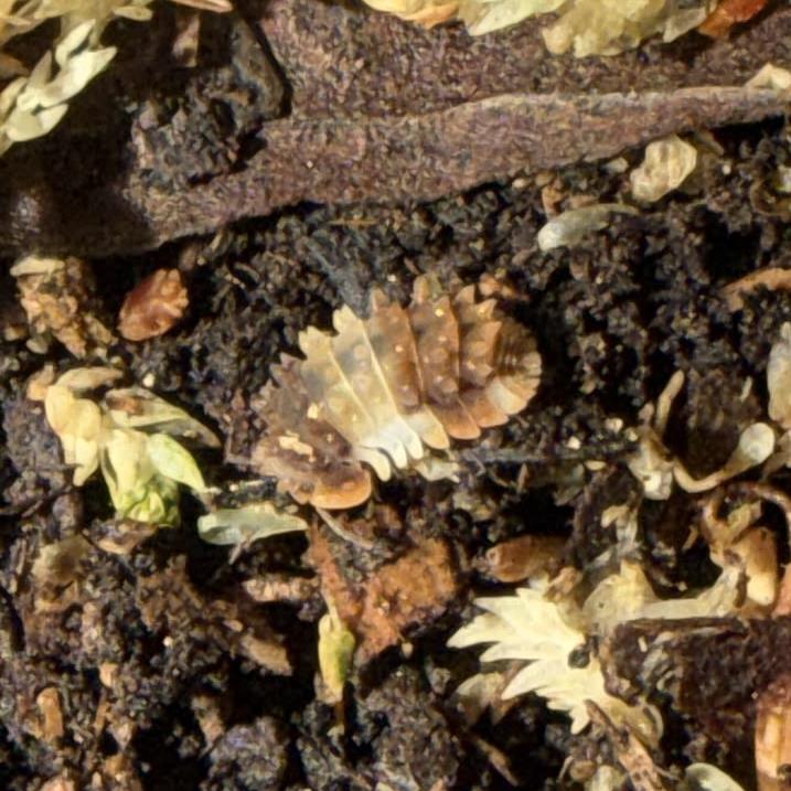 Thai Spikey isopod