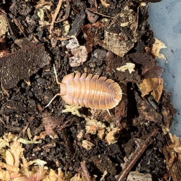 Vex isopod