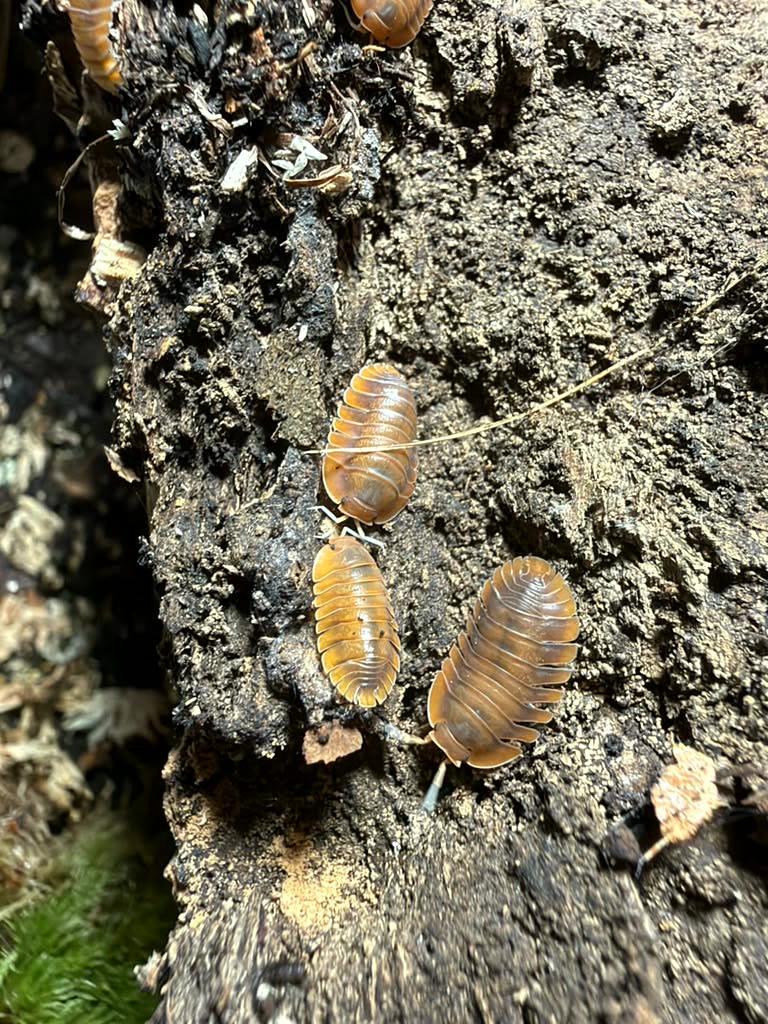 Vex isopod